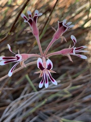 Pelargonium pilosellifolium