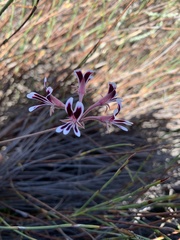 Pelargonium pilosellifolium