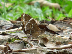Morpho helenor achillides