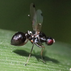 Parapalaeosepsis plebeia