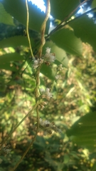 Cuscuta japonica
