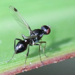 Parapalaeosepsis plebeia
