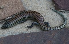 Brachyseps splendidus