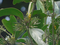 Dendrophthoe pentandra