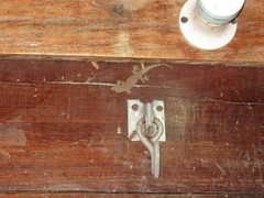 Hemidactylus palaichthus