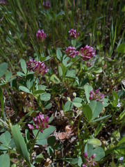 Trifolium ciliolatum