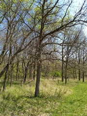 Quercus
