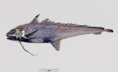 Euclichthys robertsi