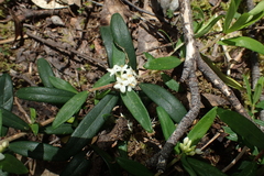 Pimelea drupacea