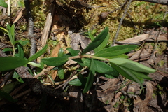 Pimelea drupacea