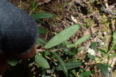 Pimelea drupacea