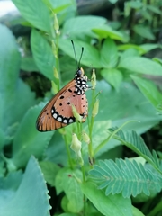 Acraea terpsicore