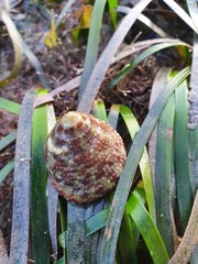 Trochus maculatus