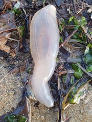 Paracaudina australis