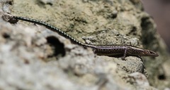 Cryptoblepharus africanus