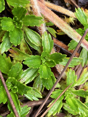 Azorella multifida