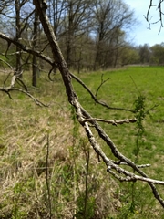 Quercus