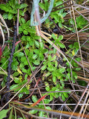 Azorella multifida