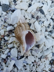 Fusitriton oregonensis