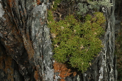 Silene turgida