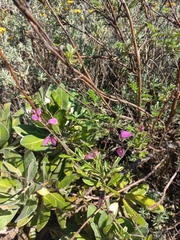 Polygala virgata