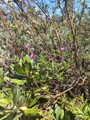 Polygala virgata