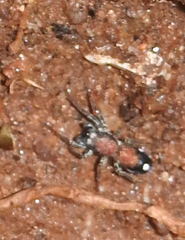 Coenoptychus pulcher