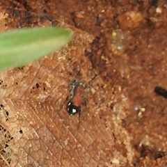 Coenoptychus pulcher