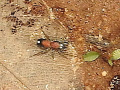 Coenoptychus pulcher