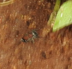 Coenoptychus pulcher