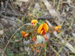 Pultenaea procumbens