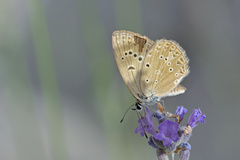 Polyommatus admetus