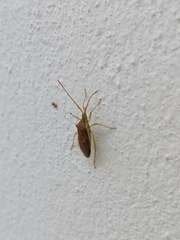 Homoeocerus marginellus