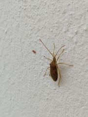 Homoeocerus marginellus