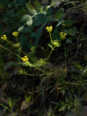 Sanicula tuberosa