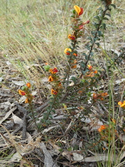 Pultenaea procumbens