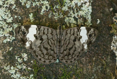 Ectima thecla thecla