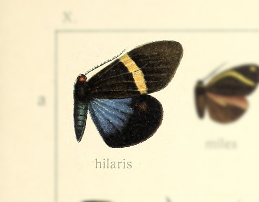 Pidorus hilaris