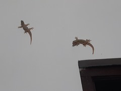 Hemidactylus platyurus