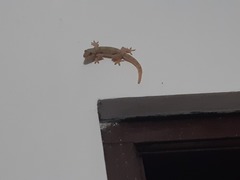 Hemidactylus platyurus