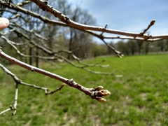 Quercus