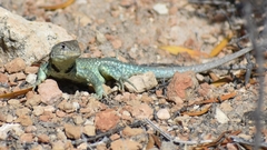 Liolaemus fitzingerii