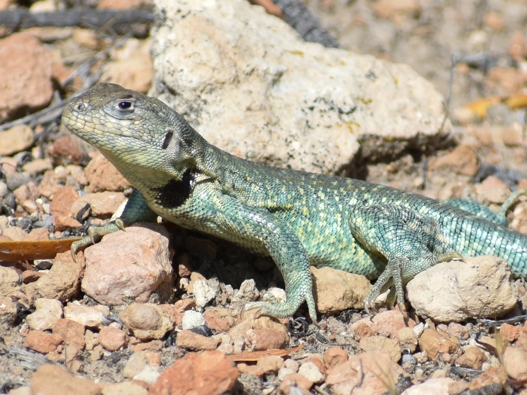 Fitzinger's Tree Iguana