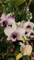 Dendrobium