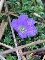 Geranium sibbaldioides