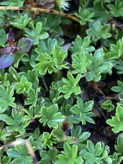 Geranium sibbaldioides