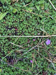 Geranium sibbaldioides