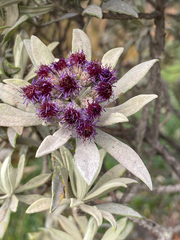 Linochilus schultzii