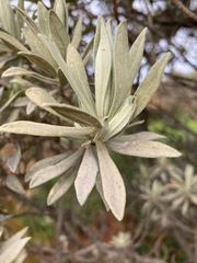 Linochilus schultzii