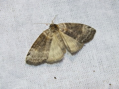 Tetheella fluctuosa